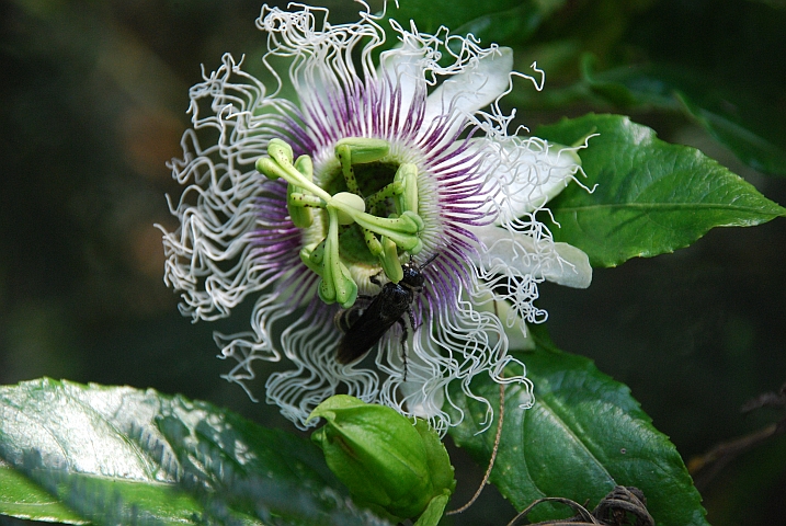 Passionsfrucht-Blüte mit Käfer