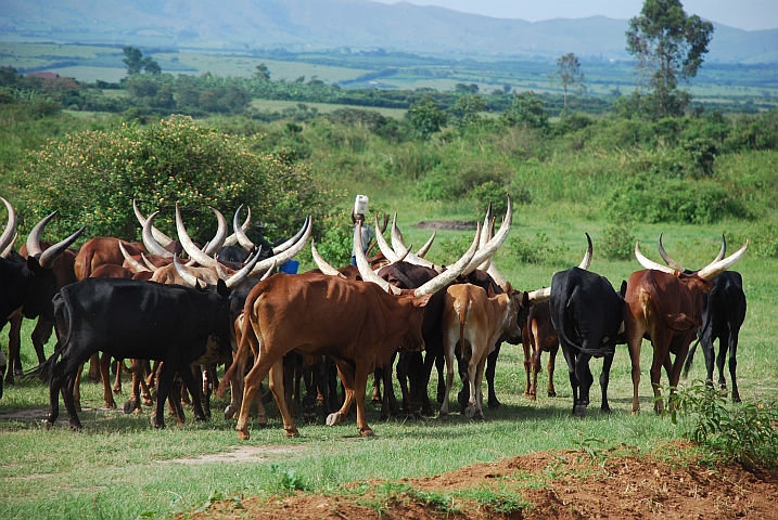 Ankole-Rinder im Süden des Landes