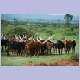 Ankole-Rinder im Süden des Landes