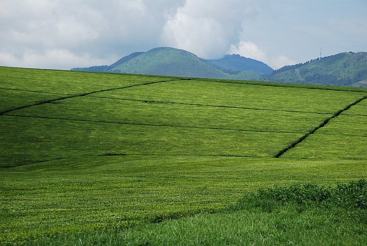 Teeplantage zwischen Bushenyi und Kichwamba im Südwesten Ugandas