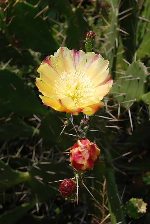 Von der Kaktusblütenknospe zur voll entfalteten Blüte