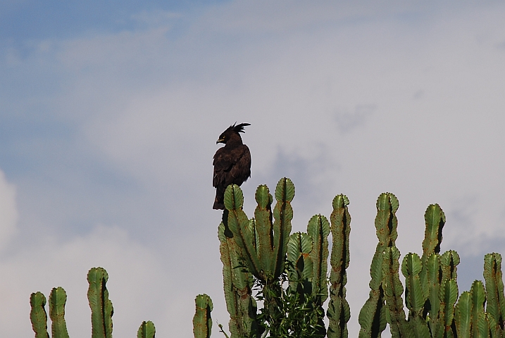 Long-crested Eagle (Schopfadler)