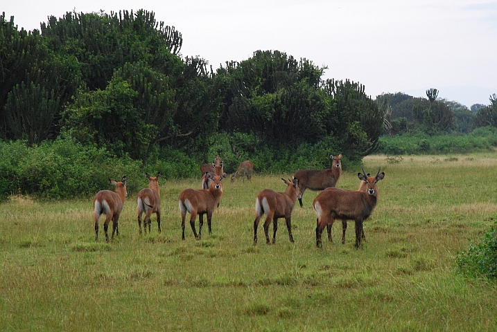 Defassa Waterbucks