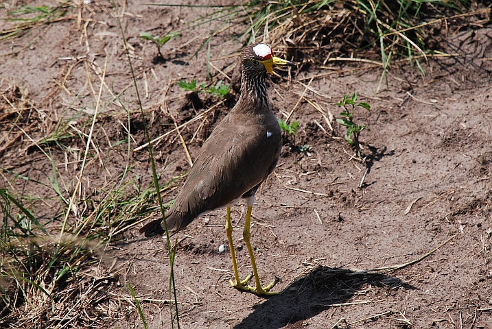 African Wattled Lapwing (Senegalkiebitz)