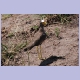 African Wattled Lapwing (Senegalkiebitz)