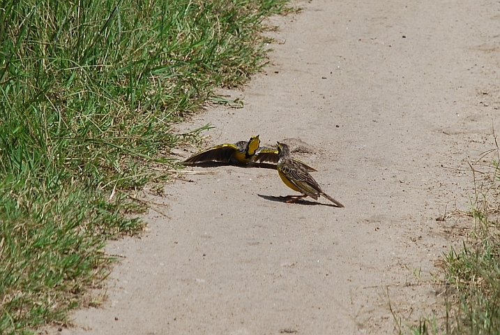 Yellow-throated Longclaws beim Balzen (Gelbkehlpieper)