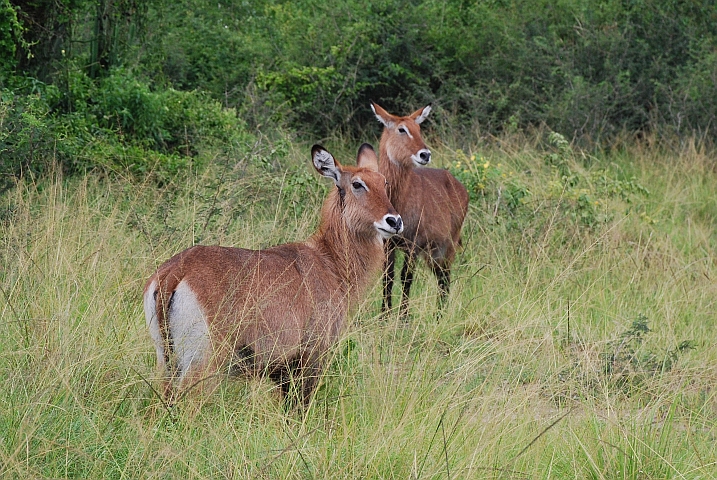 Zwei Waterbuck Damen (Wasserböcke)