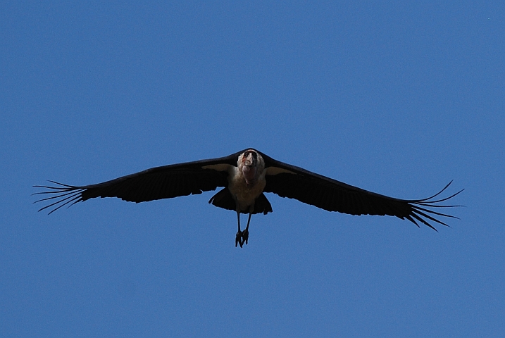 Marabou Stork im Flug(Marabu)