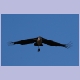 Marabou Stork (Marabu) im Flug