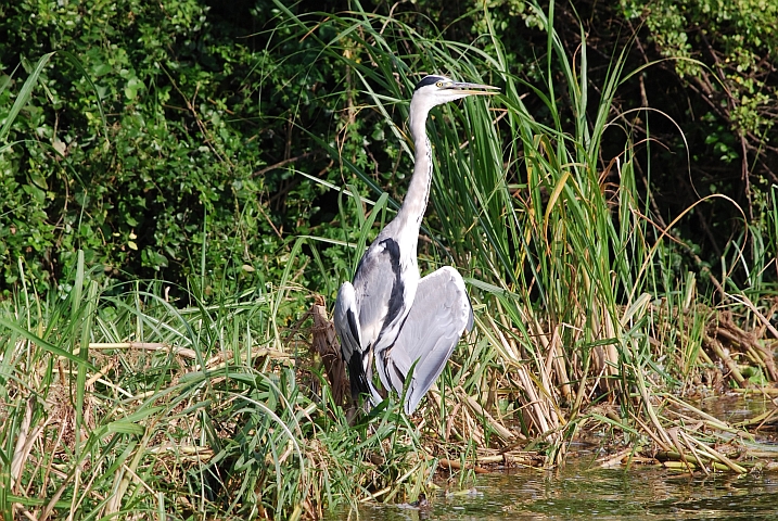 Grey Heron (Graureiher)