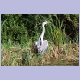 Grey Heron (Graureiher)