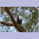 African Fish-Eagle (Schreiseeadler) auf einem Baum
