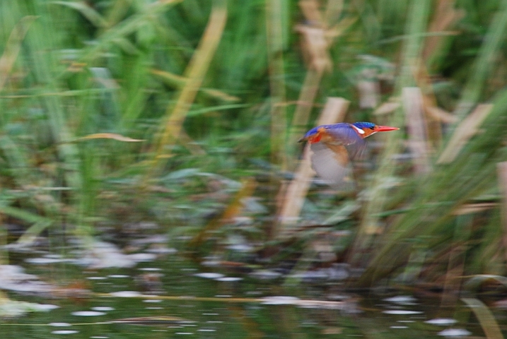 Malachite Kingfisher im Flug (Haubenzwergfischer)