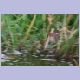 Malachite Kingfisher im Flug (Haubenzwergfischer)