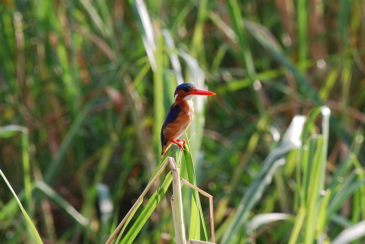 Malachite Kingfisher (Haubenzwergfischer)