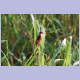Malachite Kingfisher (Haubenzwergfischer)