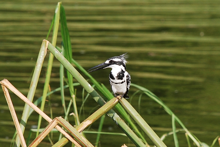 Männlicher Pied Kingfisher (Graufischer)