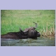 Ausgemusterter Büffel erwartet im kühlen Kazingakanal das Ende seiner Tage