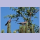 Laughing Doves (Palmtauben)