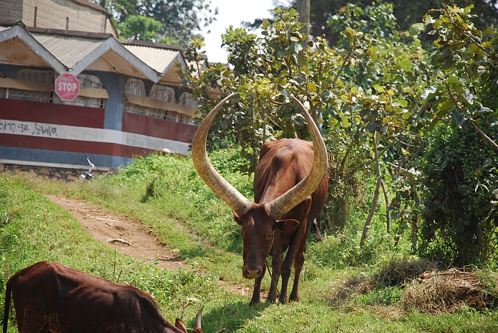 Ankole-Rind mit seinen typischen Hörnern