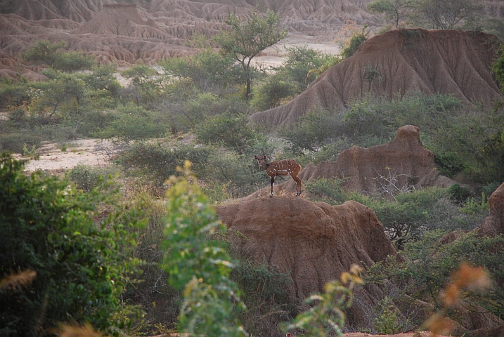 Ein Bushbuck aufm Ausguck