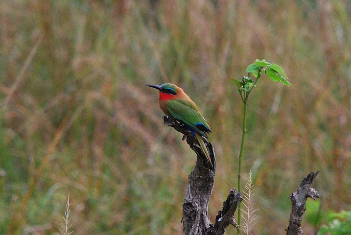 Red-throated Bee-eater (Rotkehlspint)