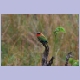 Red-throated Bee-eater (Rotkehlspint)