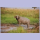 Frisch gesuhlter Büffel im Murchison Falls Nationalpark