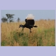 Abyssinian Ground-Hornbill (Sudanhornrabe)