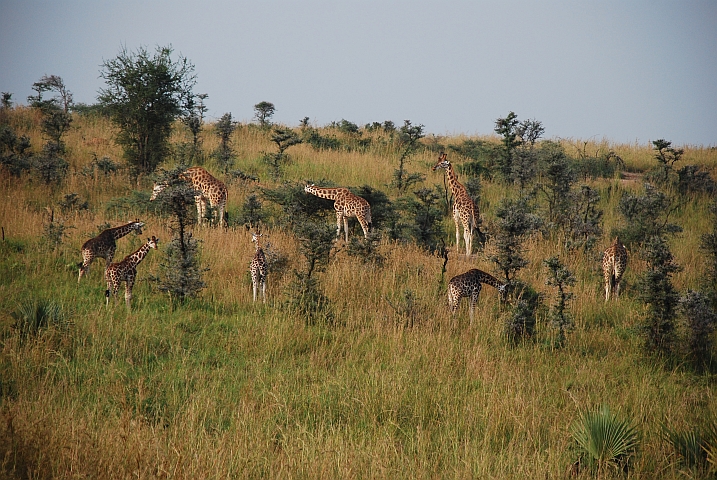 Im Murchison Falls Nationalpark gibt es Giraffen fast wie Kühe auf der Weide