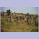 Im Murchison Falls Nationalpark gibt es Giraffen fast wie Kühe auf der Weide