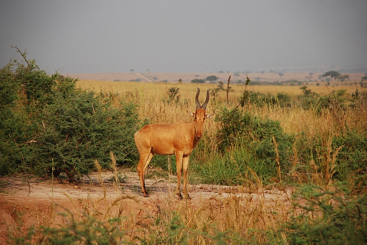 Jackson’s Hartebeest