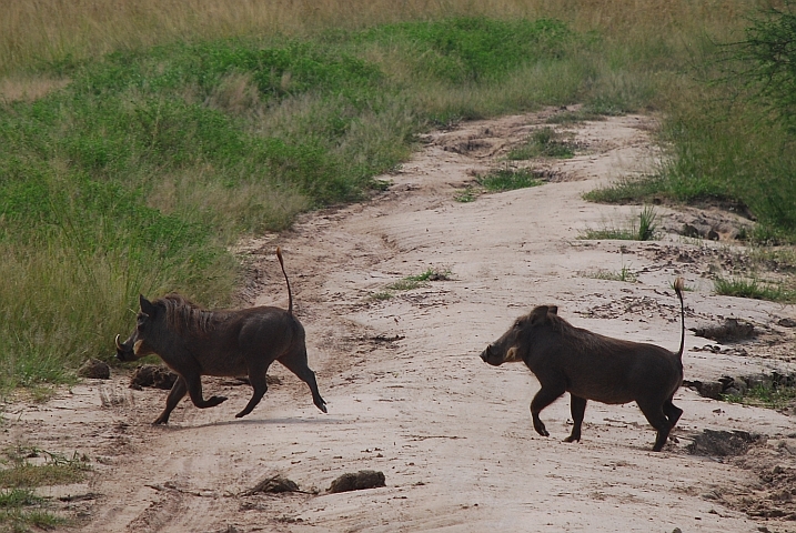 Zwei Warthogs (Warzenschweine) oder eben Scooterli