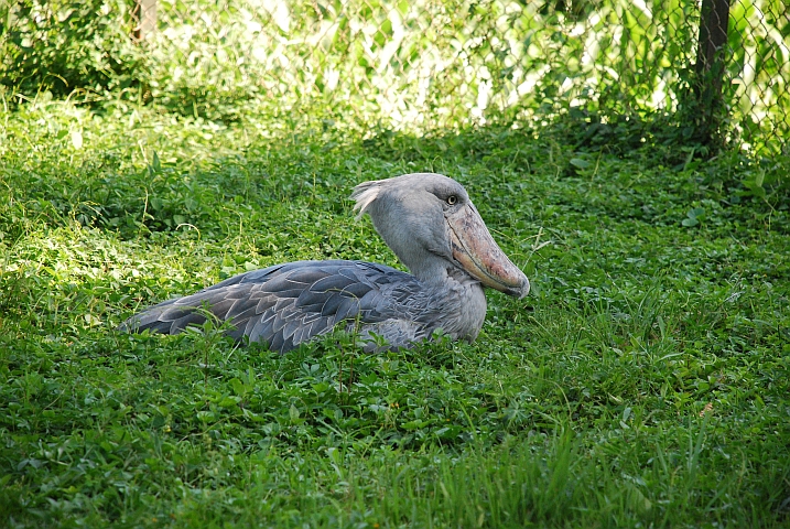 Shoebill (Schuhschnabel) im Zoo von Entebbe