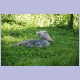 Shoebill (Schuhschnabel) im Zoo von Entebbe