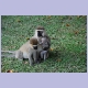 Vervet Monkeys mit Baby