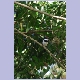 Männlicher Brown-throated Wattle-eye (Lappenschnäpper)