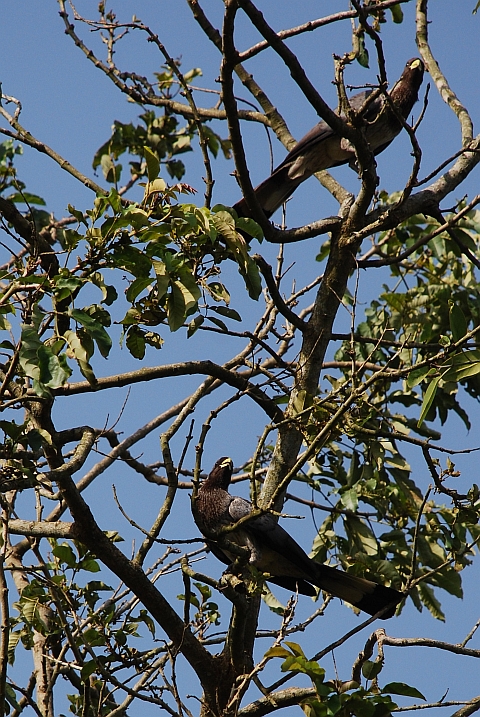 Eastern Grey Plantain-eater (Bindenlärmvogel)