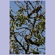 Eastern Grey Plantain-eater (Bindenlärmvogel)