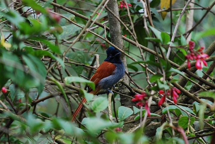 African Paradise-Flycatcher (Graubrust-Paradiesschnäpper)