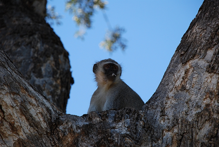 Vervet Monkey (Grünmeerkatze)