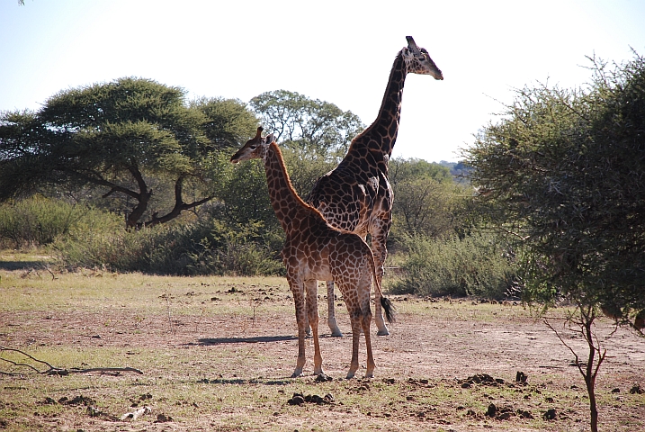 Giraffe mit Jungem im Khama Rhino Sanctuary