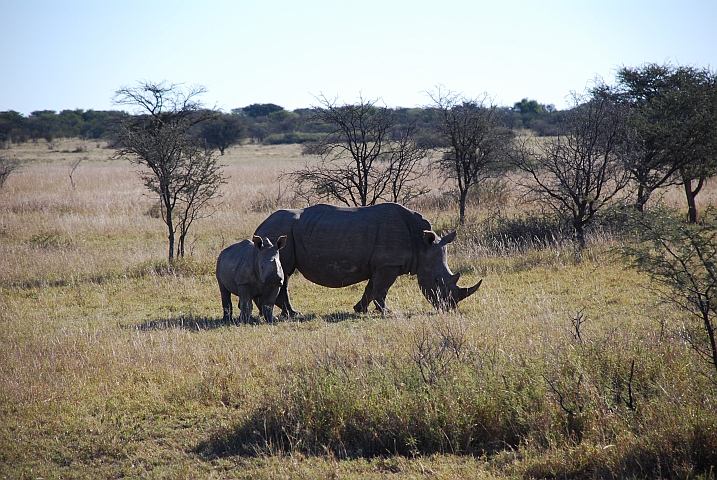Nashornmutter mit Jungem im Khama Rhino Sanctuary