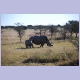 Nashornmutter mit Jungem im Khama Rhino Sanctuary