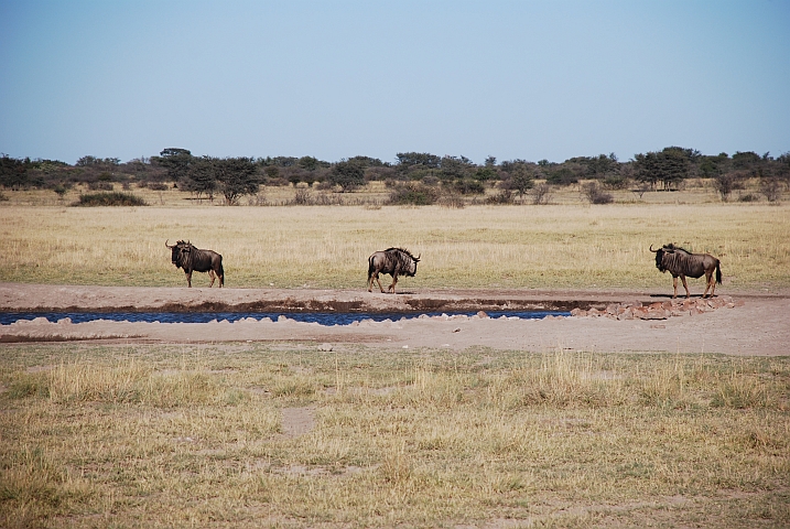 Drei Blue Wildebeest (Gnu) in der Serwe Pan im Khama Rhino Sanctuary