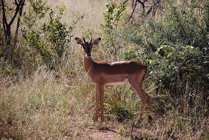 Junger Impalabock im Mokolodi Nature Reserve