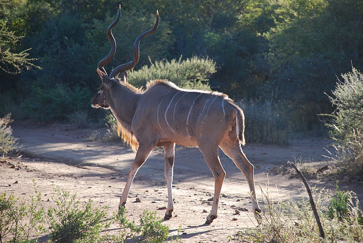 Kapitaler Kudubock bei unserem Camp im Mokolodi Nature Reserve