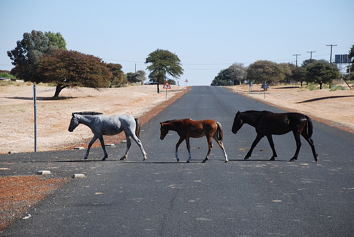 Rechtsvortritt? Drei Pferde überqueren die Strasse bei Keng zwischen Sekoma und Khakhea westlich von Gaborone