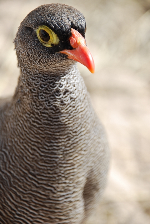 Red-billed Francolin (Rotschnabelfrankolin)