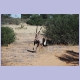 Oryx (Gemsbock) nimmt vor Obelix Reissaus (Gemsbok Sektion im Kgalagadi Nationalpark)
